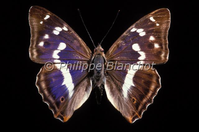 apatura iris.JPG - Apatura irisGrand mars changeantPurple EmperorLepidoptera, NymphalidaeFrance